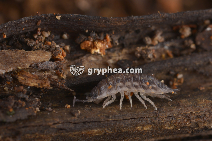 Oniscus asellus (Cloporte) - gryphea.com